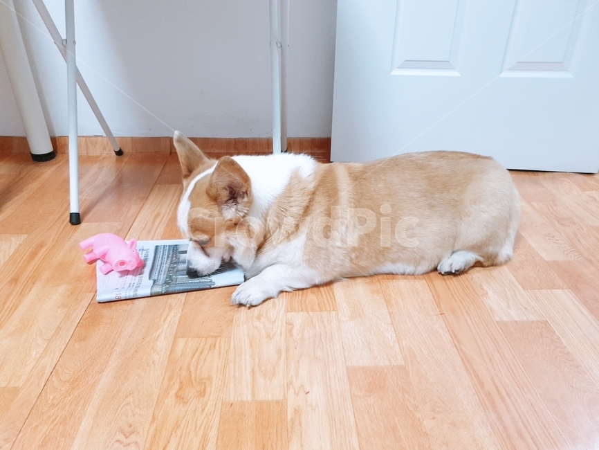 웰시코기,강아지,중형견,신문지,장난감,라텍스인형,동물,animal,포유류,mammal,개,강아지,dog,doggy