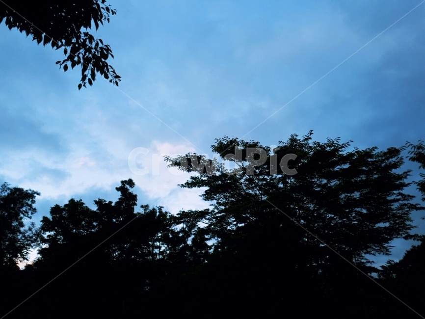 하늘,구름,나무,잎,silhouette,실루엣,nature,자연,옥외,outdoors,나뭇잎,잎파리,햇빛,감성,감성사진,감성적,자연사진,자연풍경,자연환경,풍경사진