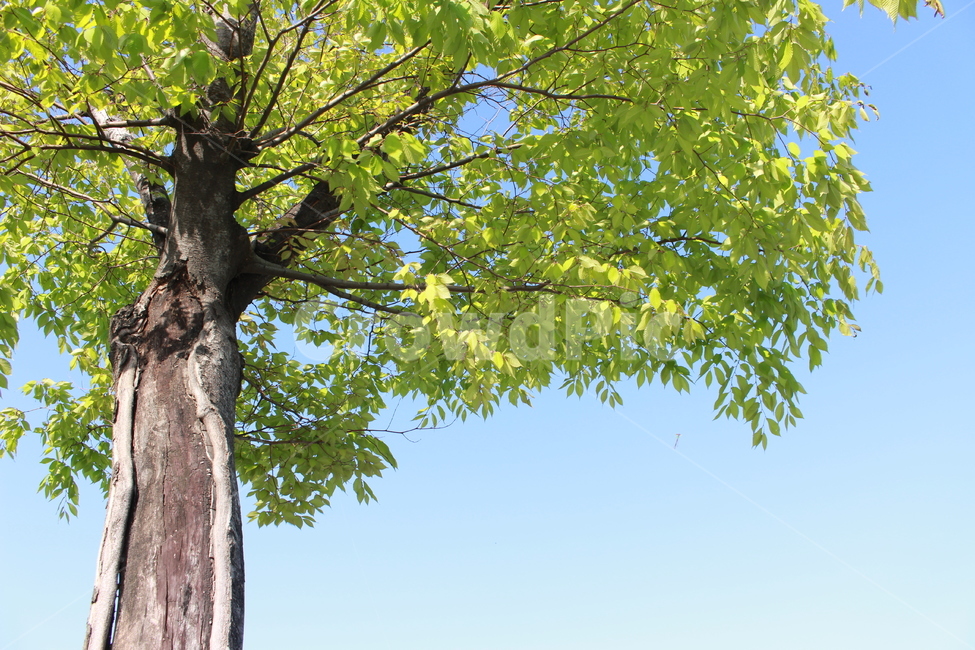 나무,식물,초록,맑은,자연,하늘,풍경,배경,한강,초록나무,잎,tree,plant,green,nature,sky,background,leaves,clean,pure,식물,자연,plants,nature,나무,trees,wood