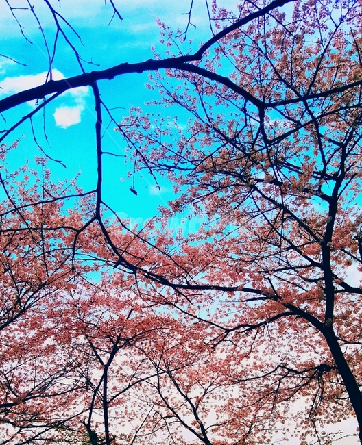 plant,식물,벚꽃,꽃,자연