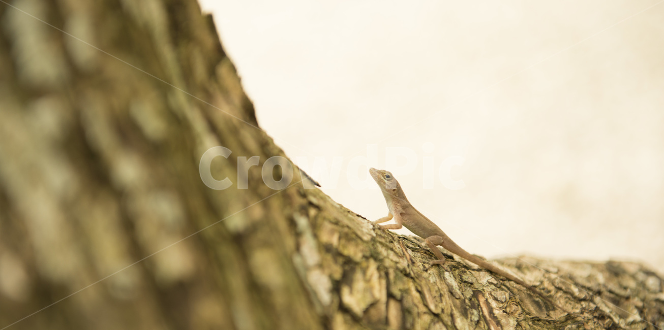 도마뱀,새끼,나무,자연,동물,파충류,양서류,reptile,amphibian