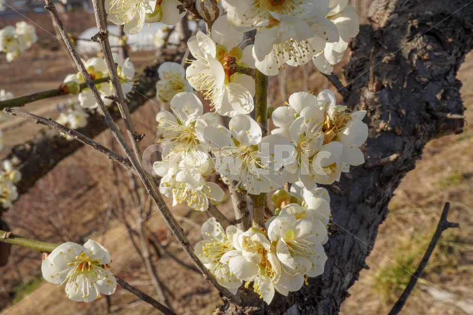 섬진강매화,다압매화,봄꽃,plum,springflowers