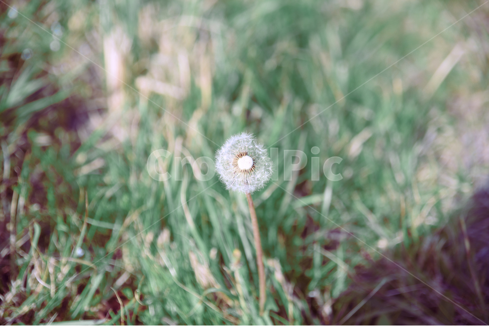 민들레,꽃,들꽃,풀,잔디,봄,감성,초록,flower,plant,grass,spring,emotional,green,자연,nature,봄,계절,spring,season,식물,자연,plants,nature,꽃,flower,감성,sensible,feeling
