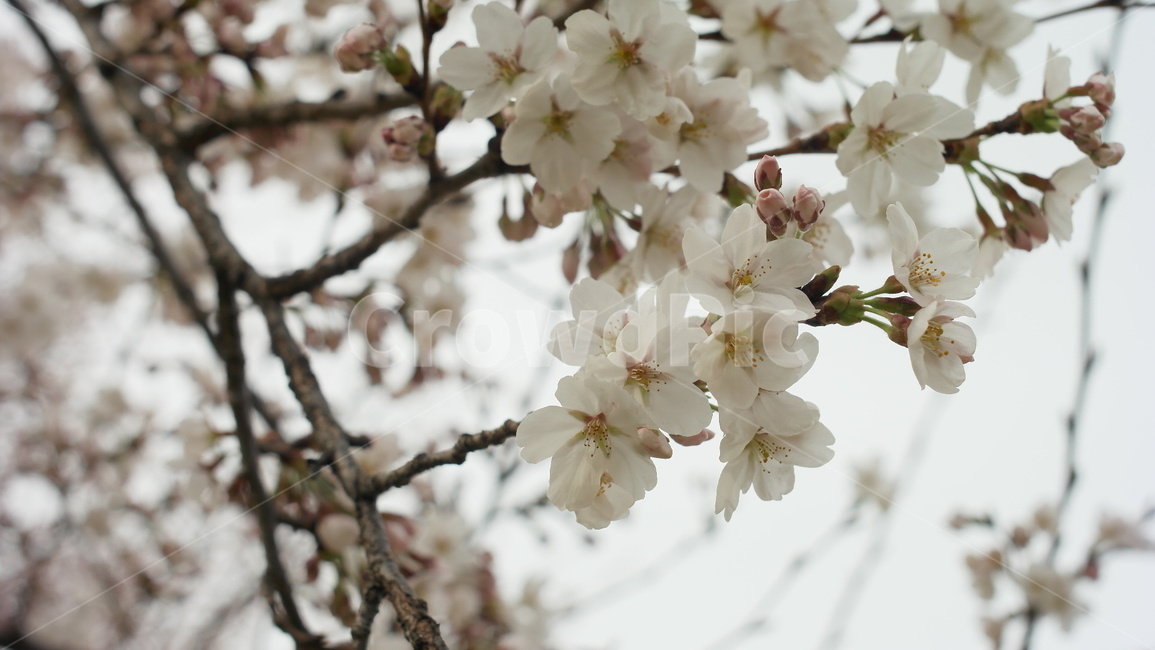 봄,벚꽃,꽃,자연,이쁜,nature,flower,식물,자연,plants,nature,꽃,flower