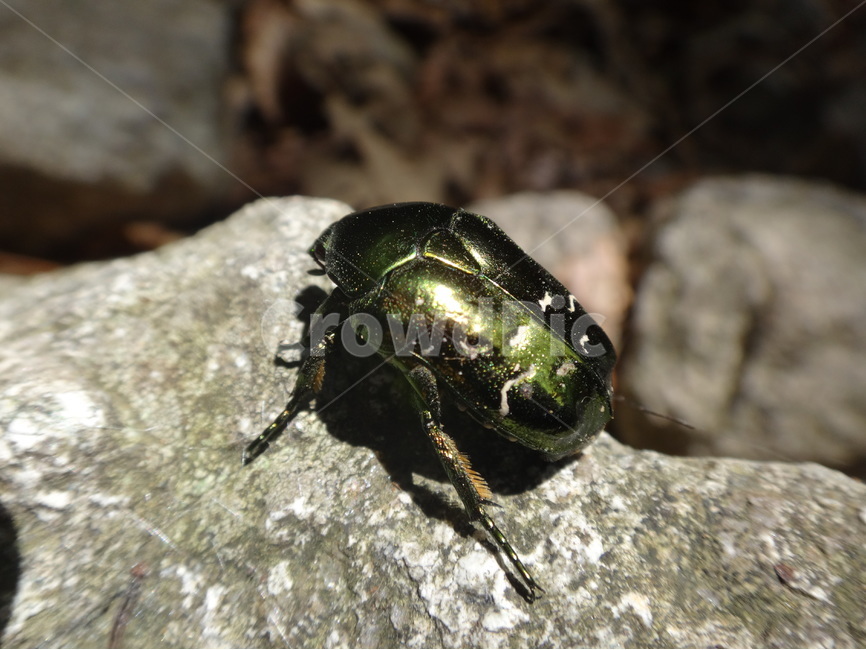 산속,곤충,벌레,바위,자연,동물,animal,곤충,벌레,insect,bug