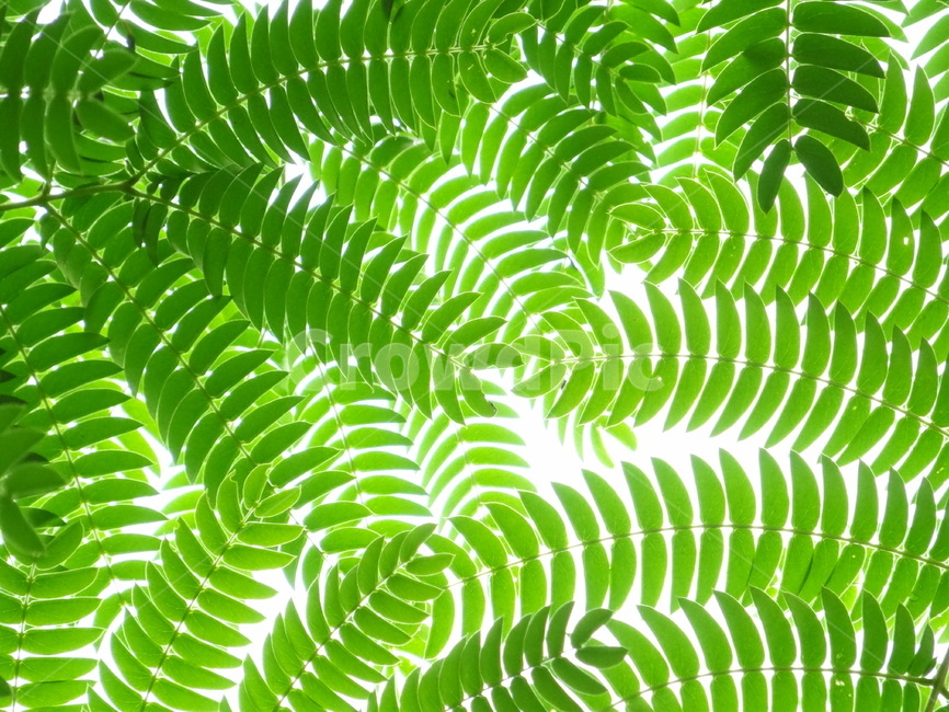 잎,leaf,식물,자귀나무,나무,식물,자연,plants,nature