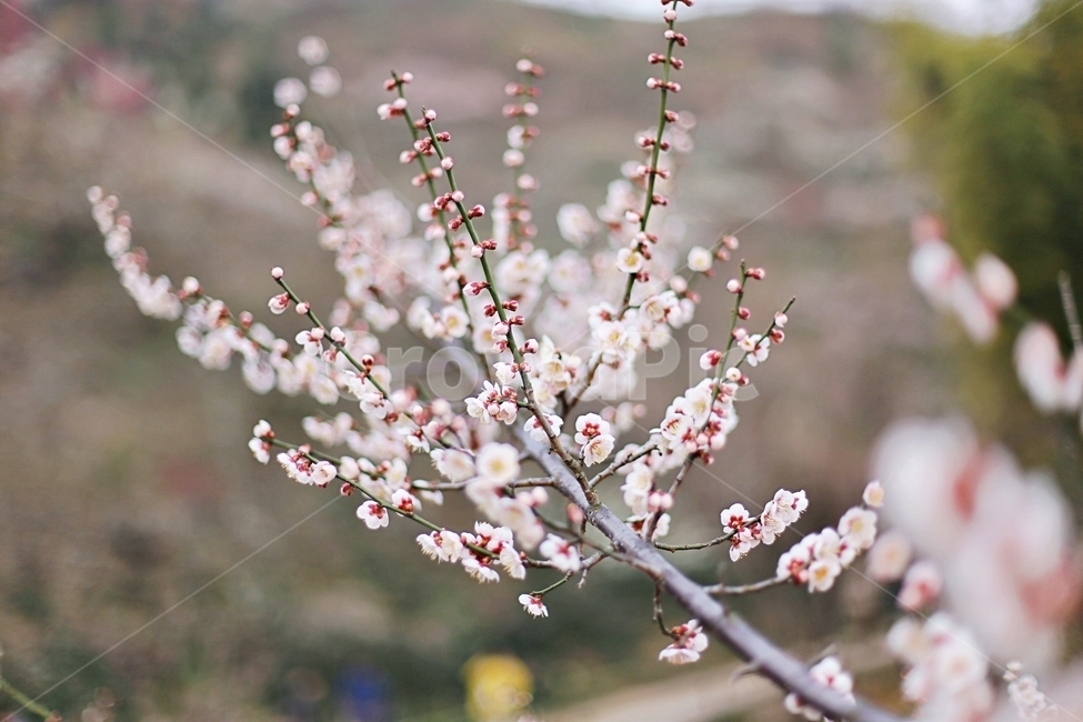 하동,hadong,매화,매화축제,매화꽃,꽃,flower,봄,계절,spring,season,식물,자연,plants,nature,꽃,flower,plant