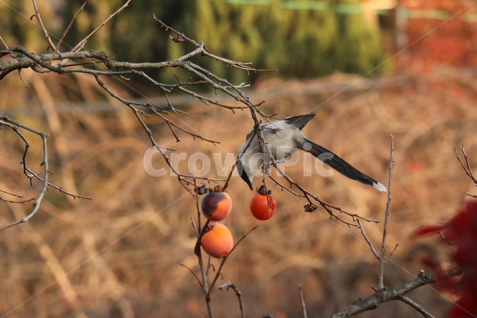 홍시,감나무,새,연시,행복,곡예,가을,계절,fall,autumn,season,동물,animal,조류,새,birds,과일,열매,fruit,plant,식물,persimmon,감,food,음식