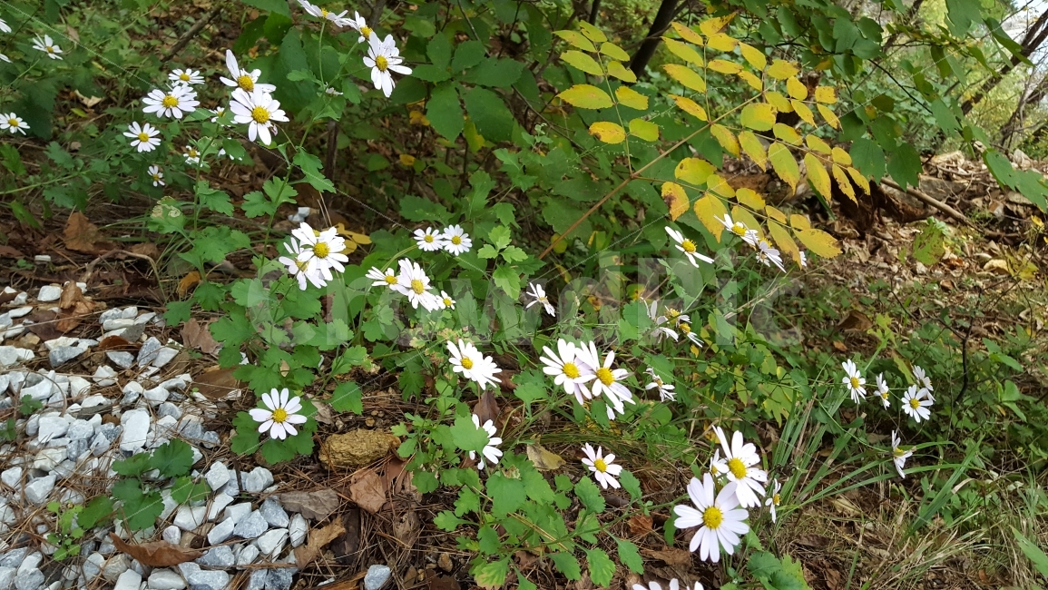 식물,구절초,꽃,가을,흰색,왕피천,식물,자연,plants,nature,꽃,flower