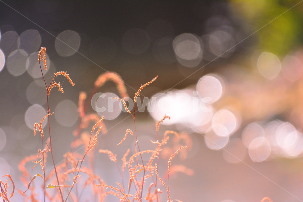 들풀,들꽃,보케,빛망울,가을배경,야생화,plant,bokeh,배경,바탕,백그라운드,background,가을느낌,autumn,빛,light,플레어,flare,petal,꽃잎,식물,blossom,flower,자연,nature,꽃,가을,계절,fall,autumn,season,grass,잔디,lawn,reed,갈대