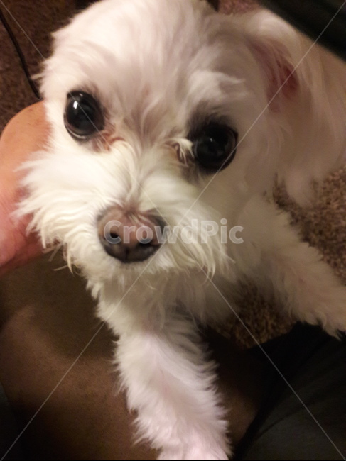 pet,개,dog,animal,cute,동물,animal,포유류,mammal,개,강아지,dog,doggy