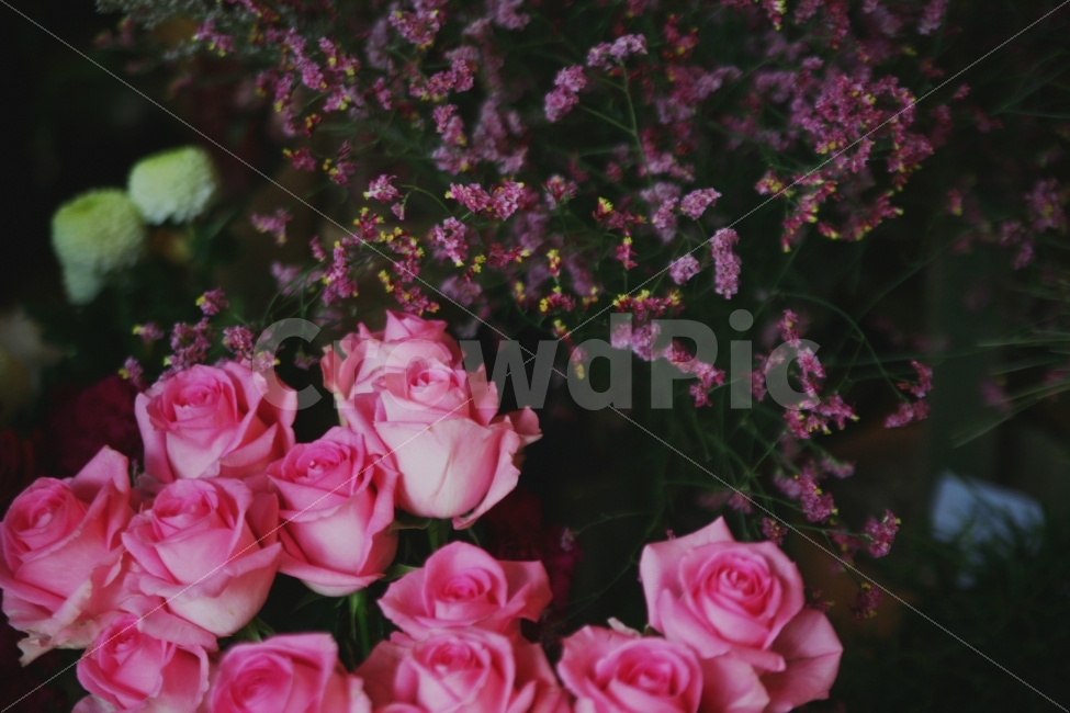 꽃,장미,분위기,카페,플로렌스,식물,자연,plants,nature,감성,sensible,feeling,꽃,flower