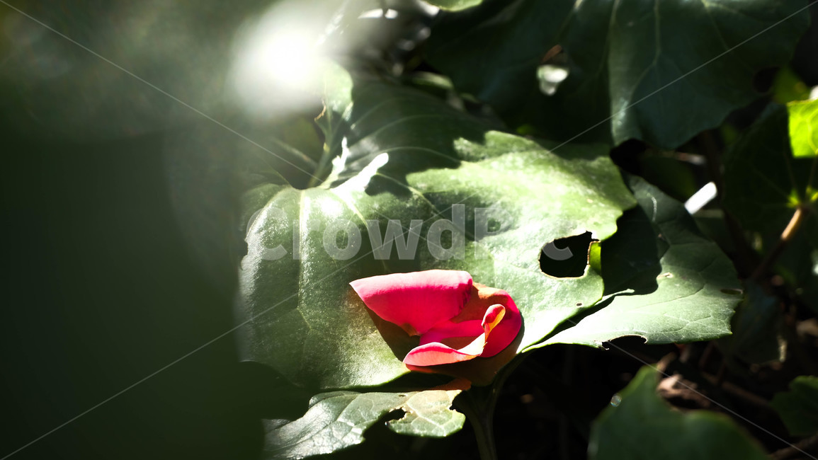꽃,봄,동백꽃,잎사귀,초록,빨강,색감,분위기,감성,식물,자연,plants,nature,꽃,flower