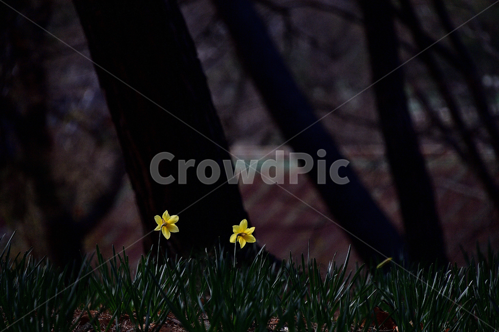 수선화,노랑,풍경,봄,봄꽃,식물,자연,꽃,감성,봄,계절,spring,season,식물,자연,plants,nature,꽃,flower,plant