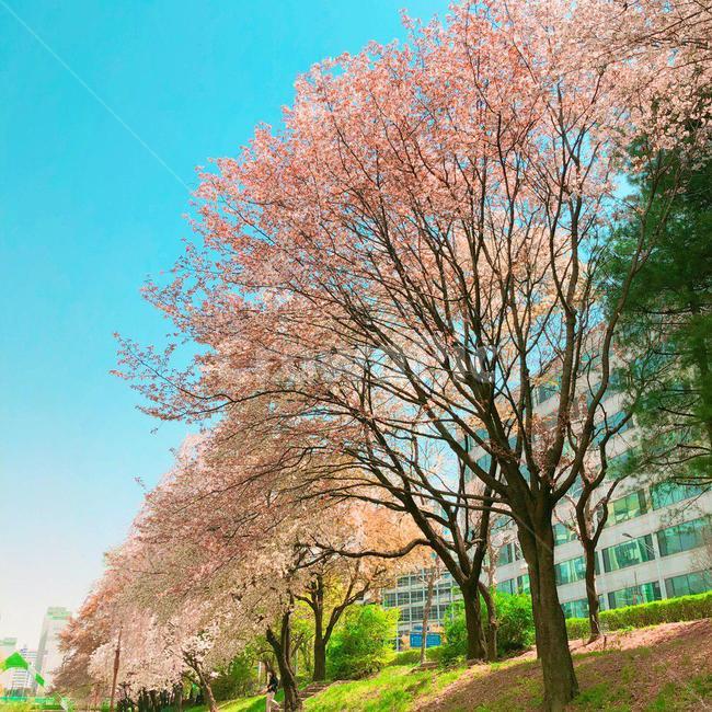 벚꽃,벚꽃나무,blossom,벚나무,cherryblossoms,하늘,sky,나무,tree,trees,산책,산책로,kirsche