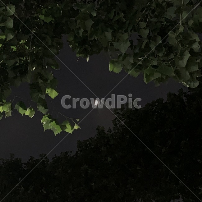 하늘,밤,달,자연,nature,outdoors,야경,밤,풍경,nightscape,night,landscape