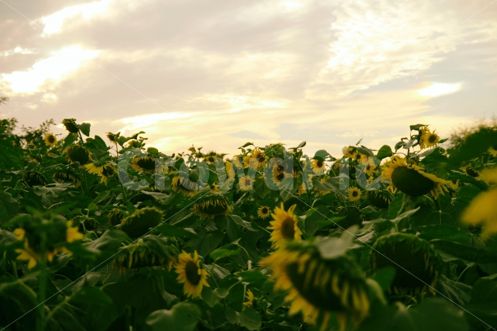 해바라기,하늘공원,해,태양,꽃,공원,하늘,flower,자연,풍경,nature,landscape,식물,plants,꽃,flower