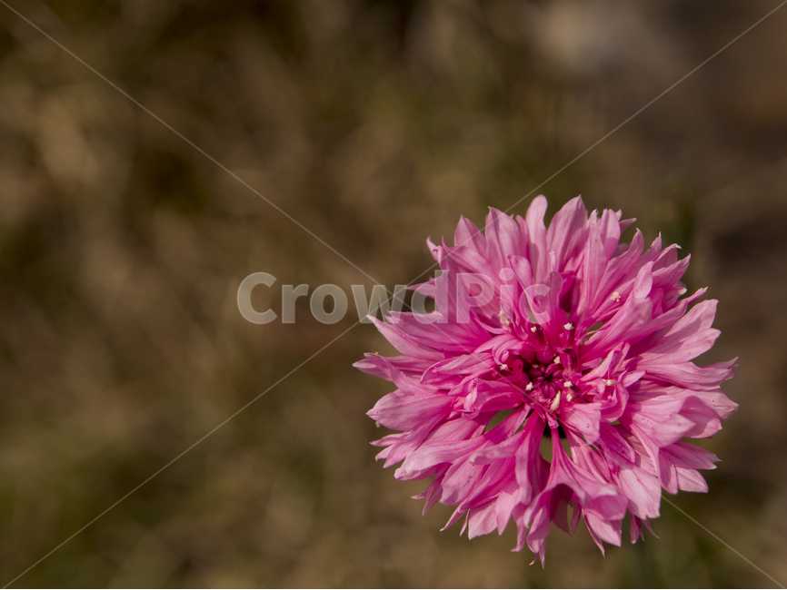 꽃,꽃잎,들꽃,화단,flower,식물,자연,plants,nature,꽃,flower