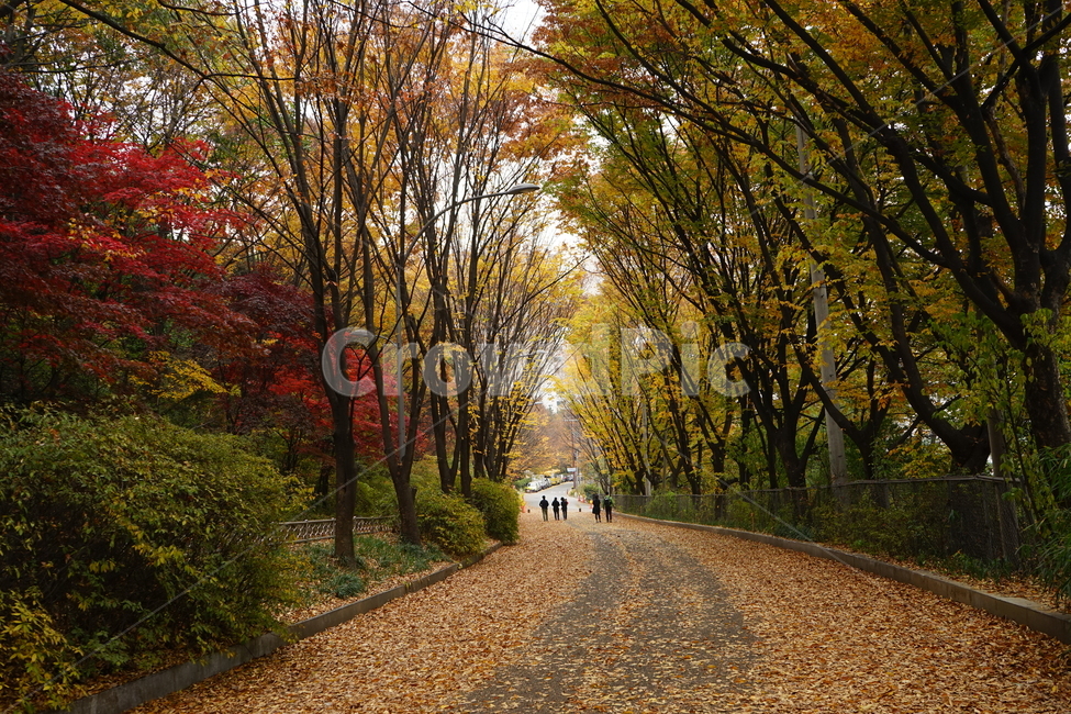 안산,자락길,가을,자연,낙엽,고엽,산책,forest,woods,nature,fallenleaves,sentiment,solitary,friend,힐링,휴식,시원함,고요함,healing,relaxation,cool,calm,느낌,감성,가을풍경,산책길,숲터널,산책로,느티나무,가을,계절,fall,autumn,season,자연,풍경,nature,landscape,plant,식물,tree,나무,road,도로,gravel,자갈,dirt road,흙길,tree trunk,나무 줄기