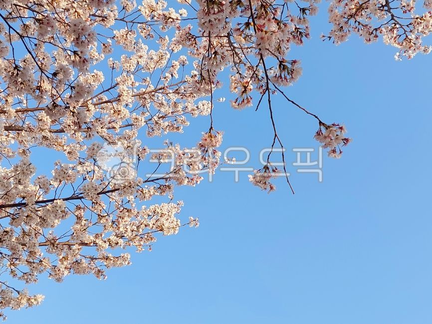 Spring,cherry blossoms,sky,cherry blossoms,spring flowers