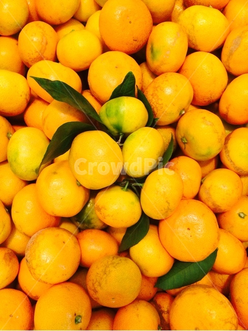 fruit,과일,food,음식,citrusfruit,감귤류과일,제주감귤,감귤,귤,밀감