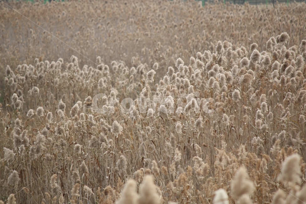 갈대숲,늦가을,가을바람,풍경,갈대담요,가을,계절,fall,autumn,season,자연,풍경,nature,landscape,grass,잔디,plant,식물
