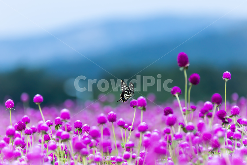식물,자연,꽃,천일홍,나비,호랑나비,식물,자연,plants,nature,꽃,flower,동물,animal,곤충,벌레,insect,bug