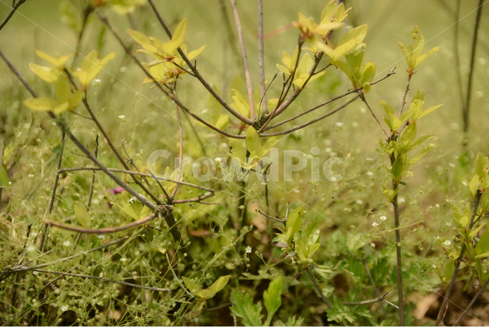 꽃,자연,접사,녹색,힐링,신선함,season,plants,nature,flower,sensible,feeling,색깔,색상,색채,색감,colorsense,colorsensitivity,feelingofcolor,감성,평온함,느낌,휴식,드라이플라워,노랑