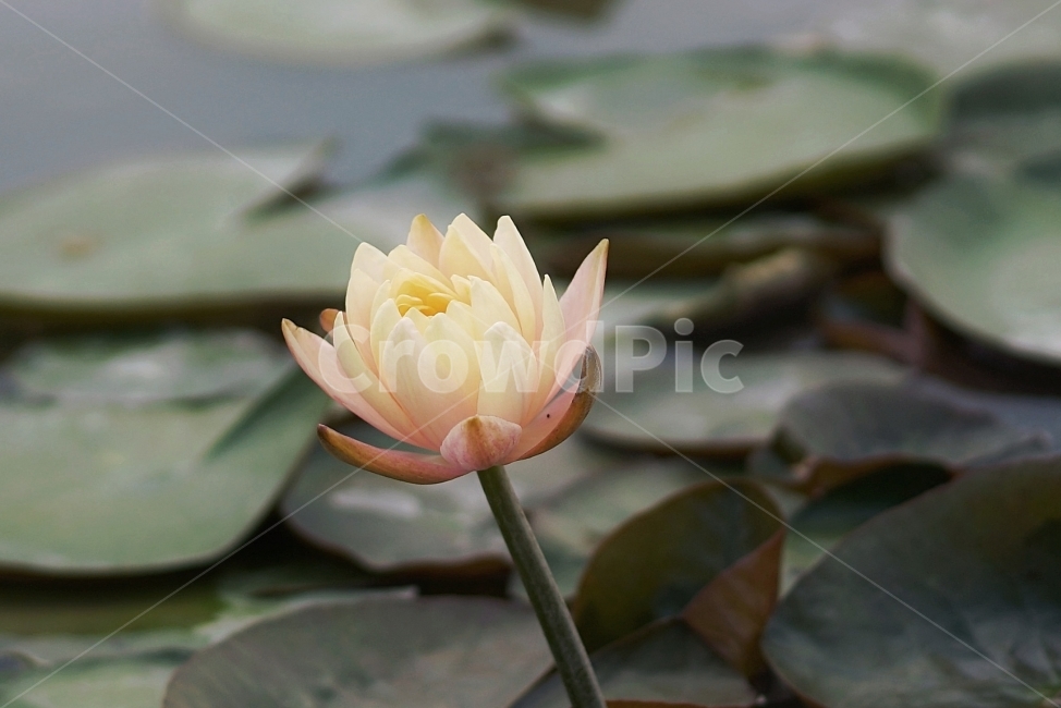 분홍,연꽃,호수,개구리풀,심청,식물,자연,plants,nature,꽃,flower