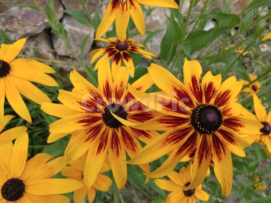 루드베키아,쌍떡잎식물,초롱꽃목,국화과,식물,coneflower,숙근성초화