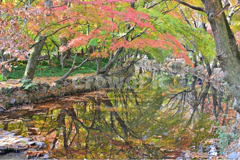 water,물,nature,자연,outdoors,옥외,tree,나무,plant,식물,leaf,잎,treetrunk,나무줄기,maple,단풍,고창,선운사,선운사가을,도솔천,도솔천가을,추색,만추,가을,계절,단풍잎,낙옆,반영