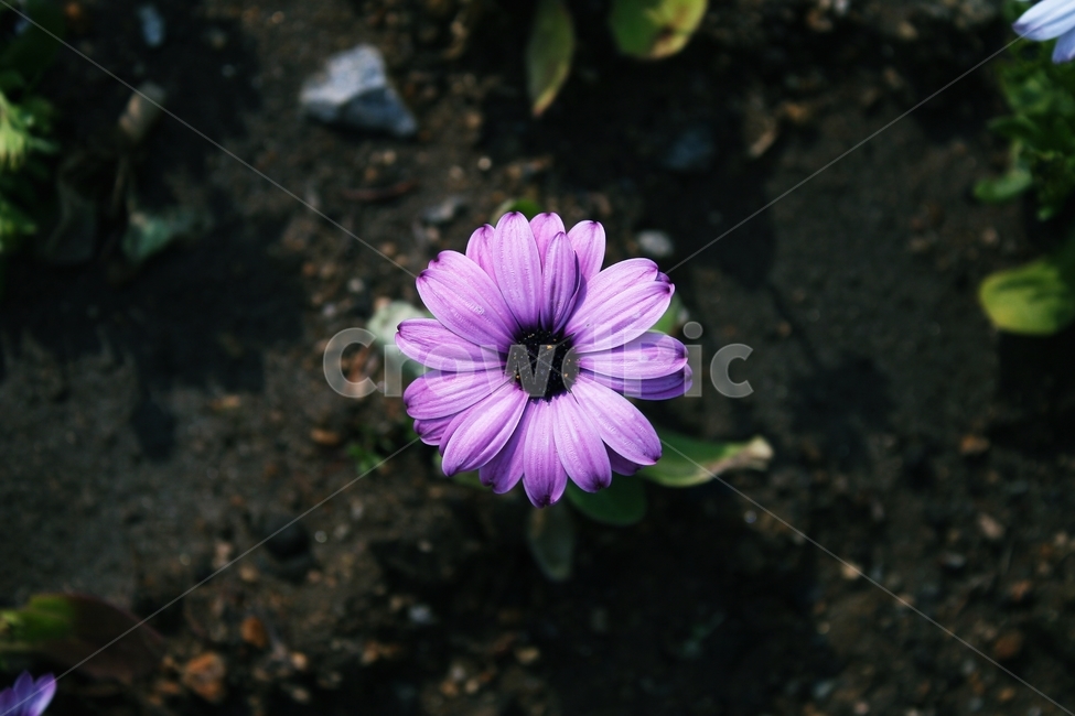 flower,blossom,plant,꽃,식물