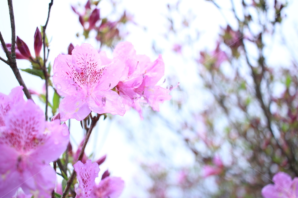 봄,비,봄비,철쭉,사라의기쁨,봄,계절,spring,season,식물,자연,plants,nature,꽃,flower,plant,blossom,geranium,제라늄