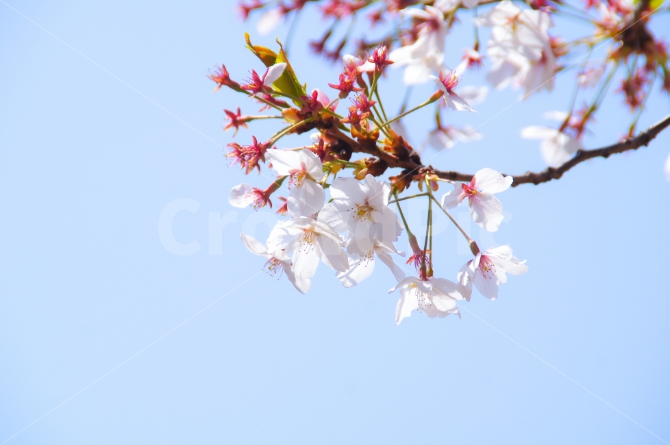 벚꽃,하늘,공원,꽃,봄,봄꽃,나무,역광,벚꽃나무,푸름,맑음,식물,자연,plants,nature,봄,계절,spring,season,꽃,flower,plant