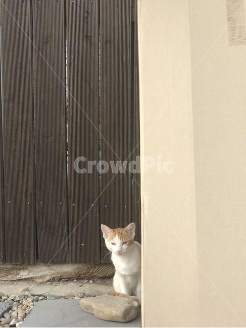 고양이,도로,길고양이,얼룩,야옹이