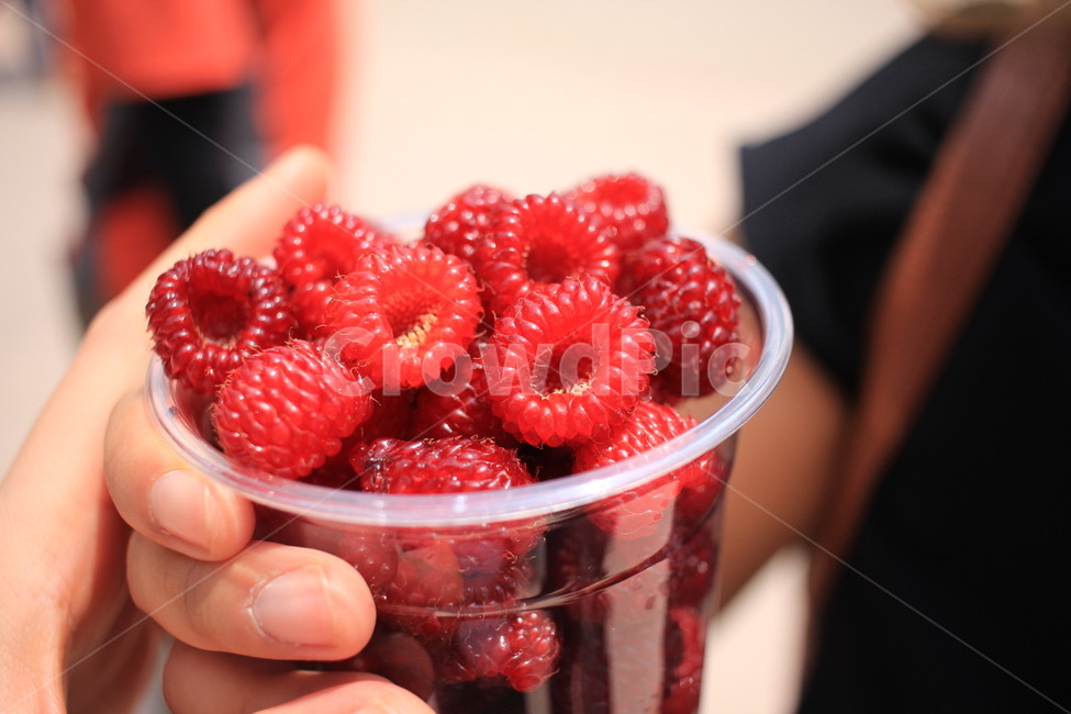 raspberry,산딸기,food,음식,fruit,과일,plant,식물,과일,열매,fruit