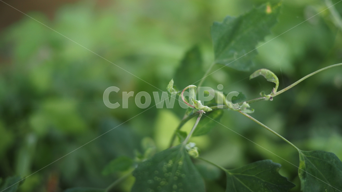 식물,잎사귀,그린,돌,plant