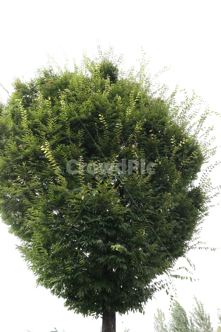 나무,푸른나무,식물,plant,공원,큰나무,tree,힐링,식물,자연,plants,nature,나무,trees,wood