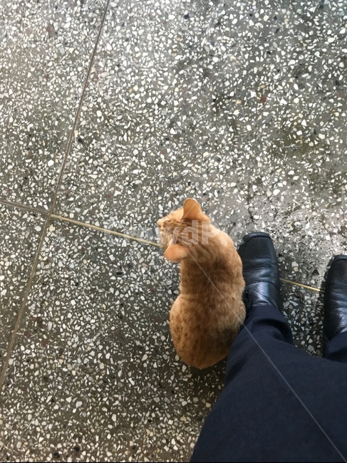 길고양이,친구,따뜻함,의지,동료,동물,animal,포유류,mammal,고양이,cat,kitten,kitty