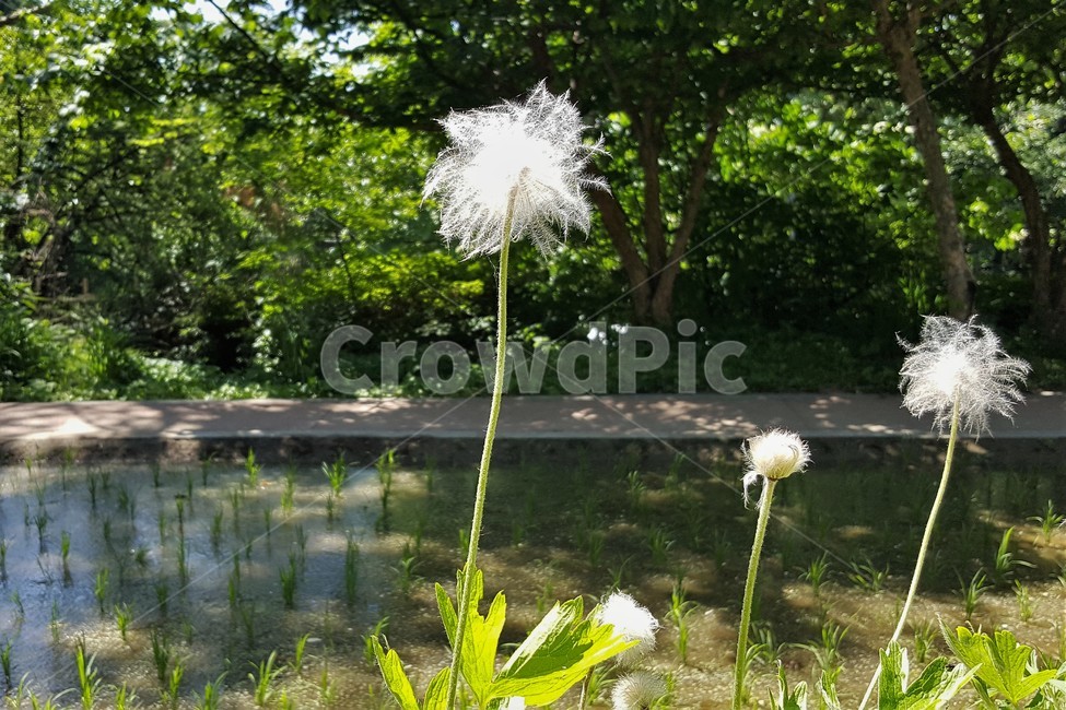 할미꽃,꽃,자연,식물,토종식물,봄,plant,암술,수술,Pulsatillakoreana,한국특산,백두옹,독초,강장제,화왕계,여러해살이풀,미나리아재비과,쌍떡잎식물,흰털,할머니머리카락,흰머리,노인,꼬부랑,한방약재,할머니