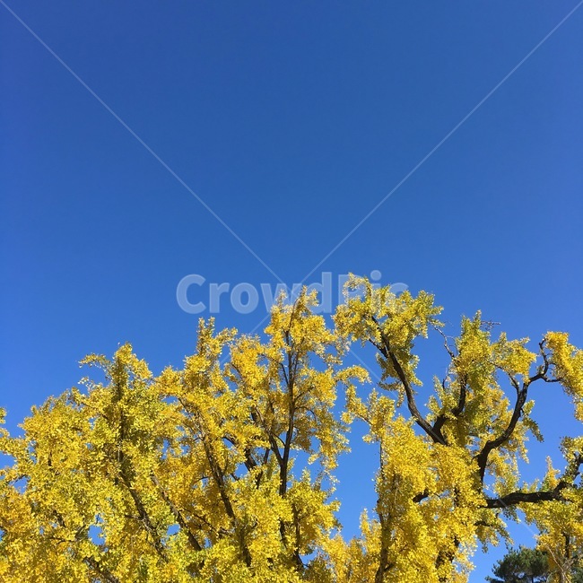 하늘,은행나무,노란색,풍경,sky,가을,계절,fall,autumn,season,식물,자연,plants,nature,나무,trees,wood,tree,plant