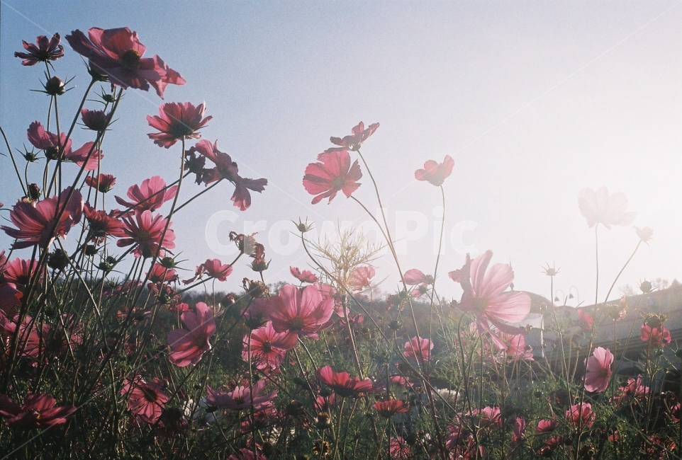 가을,코스모스,햇빛,감성사진,필름사진,NikonEM,가을,계절,fall,autumn,season,식물,자연,plants,nature,꽃,flower,감성,sensible,feeling,휴식,힐링,rest,relaxation,healing,plant