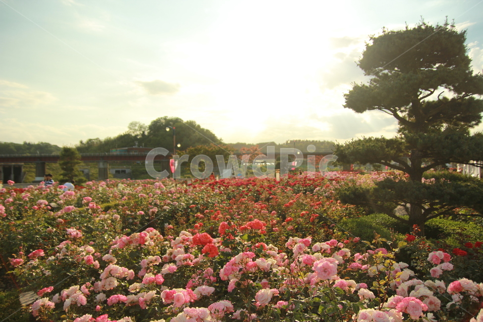 꽃,장미,자연,식물,분홍색,자연,풍경,nature,landscape,plant,geranium,제라늄,flower,blossom