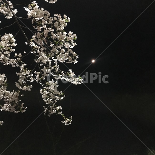 달,밤,벚꽃,밤벋꽃,자연,힐링