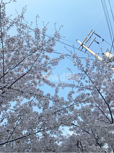 나무,봄,벚꽃,벚나무,봄꽃,하늘