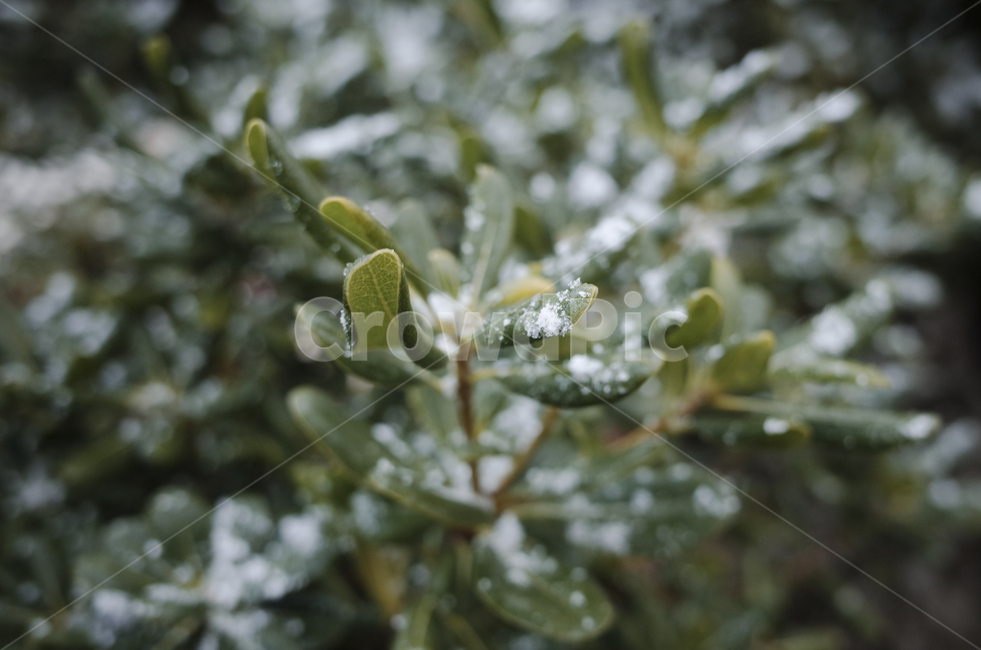 식물,plant,leaf,잎,green,초록,녹색,snow,눈,눈쌓인나무,눈쌓인나뭇잎,눈내린나무,눈내린나뭇잎,겨울,winter