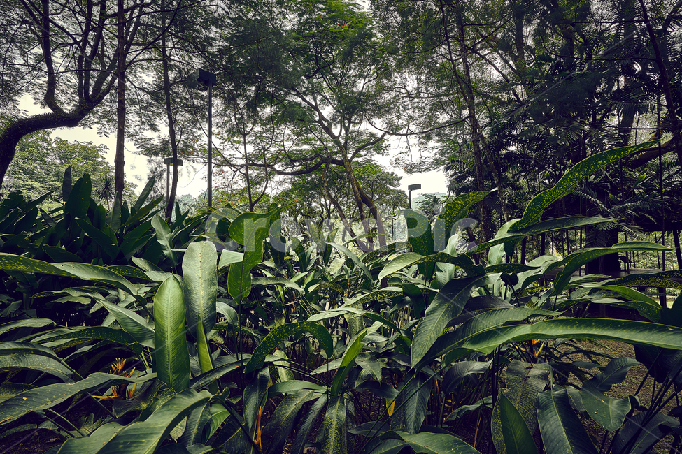 쿠알라룸푸르,자연,정원,식물,green,자연,풍경,nature,landscape,plant,vegetation,초목,tree,나무