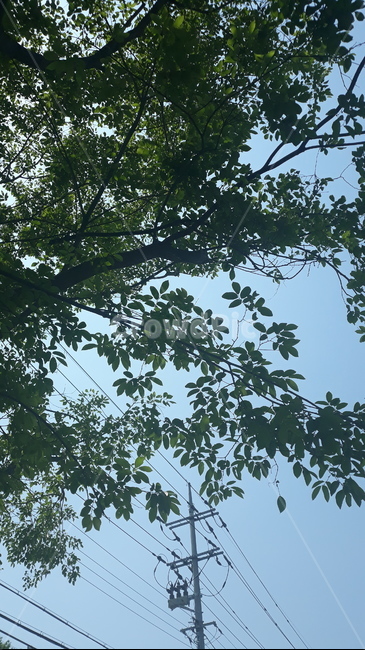 자연,나무,나뭇잎,하늘,tree,nature,sky,leaf,계절,season,여름,summer