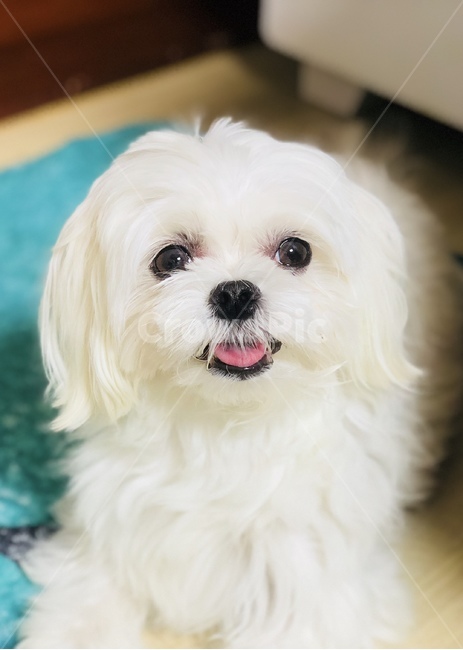 강아지,웃는모습,말티즈,흰강아지,애견,동물,동물,animal,포유류,mammal,개,강아지,dog,doggy