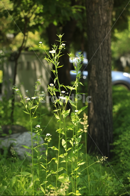 5월,계절,잡초,푸르름,생명,여름,식물,자연,plants,nature